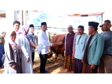 Wabup Dairi Serahkan Sapi Kurban Presiden Prabowo untuk Warga Gunung Sitember