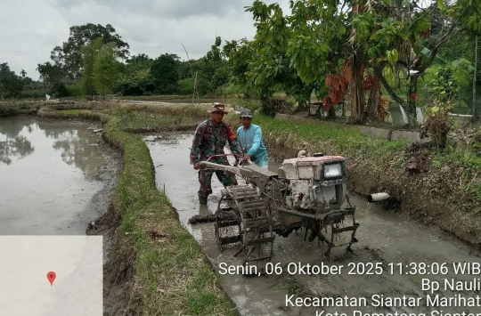 Sertu D. Sirait turut membantu pengolahan lahan sawah petani (foto: Pendim 0207/Sml)