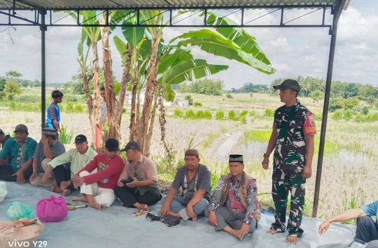 Babinsa Koramil 08/Bangun Dukung Tertib Tanam dan Syukuran Panen Padi di Simalungun