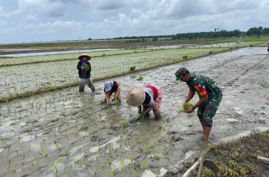 Sertu Candra Alpian selaku Babinsa Koramil 07/Bosar Maligas Kodim 0207/Simalungun turut serta mananam padi. (foto: Dispen 0207/ SML)