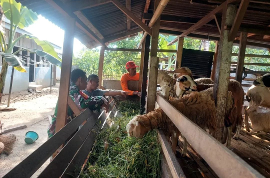 Babinsa Simalungun Dorong Warga Beternak Kambing, Peluang Usaha Menjanjikan di Desa