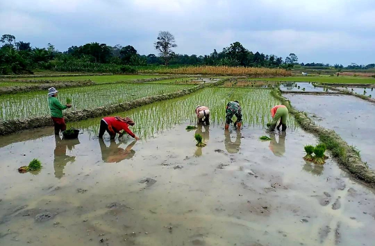 Babinsa Turun ke Sawah di Simalungun, Wujud Nyata Dukungan TNI untuk Ketahanan Pangan