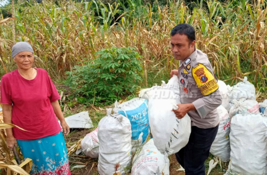 Bripka Asril Manurung, saat membantu warga memanen jagung (Foto: Humas Polresta)