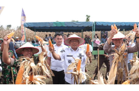 Bupati Dairi Panen Raya Jagung di Kalang Simbara, di Lahan Pertanian Binaan Polres Dairi