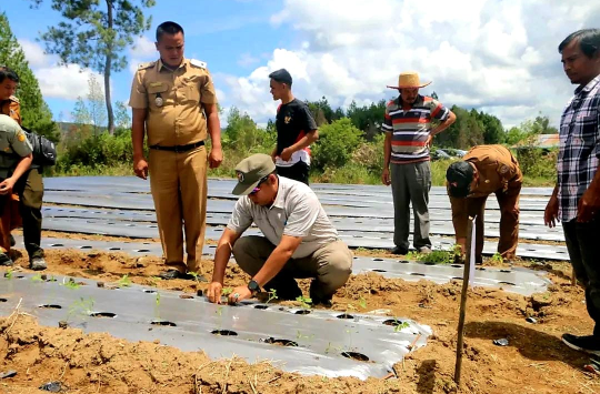 Bupati Taput Pimpin Tanam Serentak Tomat dan Cabai di Parmonangan, Dorong Petani Milenial dan Stabilitas Inflasi