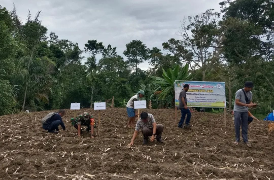 Dorong Kemandirian Desa, Babinsa Koramil 16/Panei Tongah Dukung Pengembangan Budidaya Jahe Putih