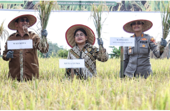 Forkopimda Pematangsiantar "panen padi bersama" di areal persawahan Kelompok Tani Damai Sejahtera (foto: Diskominfo P.siantar)