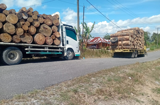 Dua unit truk bermuatan kayu pinus saat diberhentikan di Desa Pagar Batu, Sipoholon, Rabu (24/7/2025). Kayu tersebut tidak dilengkapi dokumen resmi. (Foto: Dok. Kabarnas.id)