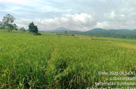 Tanaman padi sawah di Kecamatan Sipoholon pada Kamis, 8 Mei 2025.(Foto: Loksa Situmeang/Kabarnas.com)