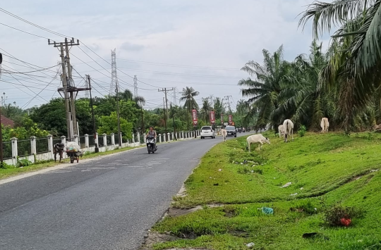 Ternak berkeliaran di bahu jalan