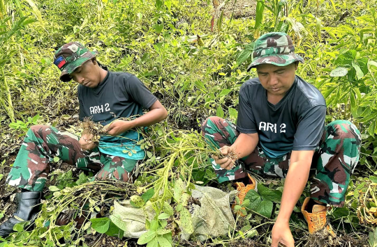 Humanis di Perbatasan, Satgas Pamtas RI-RDTL Bantu Warga Panen Kacang Tanah di TTU
