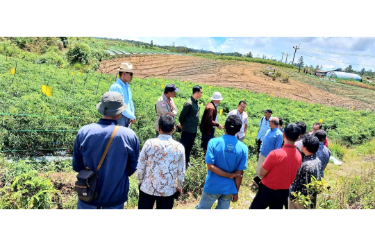 Humbang Hasundutan Siap Jadi Sentra Nilam Nasional, Pemerintah Dorong Pilot Project Integrated Farming 10 Hektare