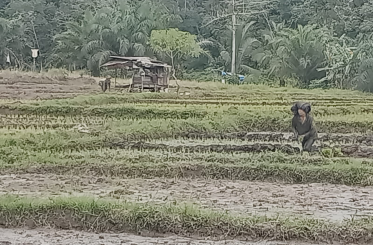 Petani Gria Upa Tondi menanam padi jenis Cianjur yang disubsidi PT Agincourt Resources.