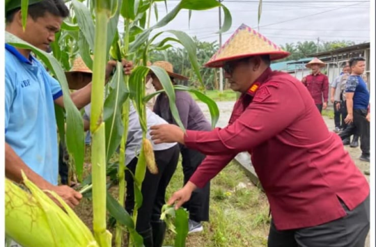 Kalapas Pemuda Langkat, Raymon Andika Girsang bersama Tim UPT PAS Rayon Langkat saat memanen jagung (foto: humas Lapada)