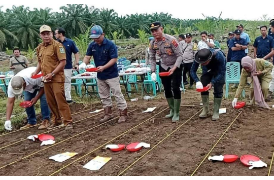 Jajaran Polsek Bosar Maligas turut serta acara penanaman jagung di Afdeling II Kebun PTPN IV Regional II Mayang, Nagori Mayang, Kecamatan Bosar Maligas (foto: humas Polres Sml)