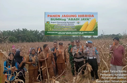 Forkopimca panen  jagung di lahan Pilot Proyek BUMNag Abadi Jaya, Nagori Pematang Kerasaan
