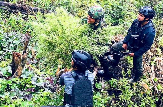 Pangkogabwilhan III Beri Penghargaan 36 Prajurit Yonif 751/VJS Usai Amankan 2.000 Batang Ganja di Pegunungan Bintang