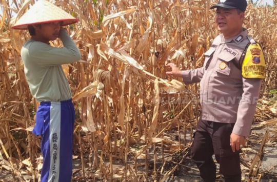 Bripka Johannes Siregar saat berbincang dengan Dimas Sigalingging di lahan pertanian jagung yang baru selesai dipanen, Kamis (26/6). Polisi memberikan dukungan dan edukasi terkait pertanian berkelanjutan.( Foto: Humas Polres Pematangsiantar)