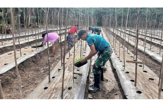 Satgas Pamtas RI–RDTL Yonarmed 12 Kostrad Tanam Tomat Bersama Warga Malaka, Perkuat Ketahanan Pangan Perbatasan
