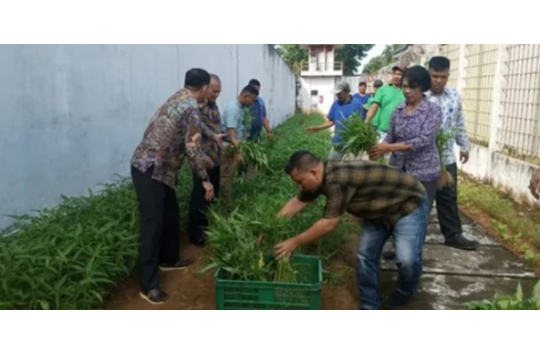 Narapidana bersama pegawai Lapas Sibolga panen kangkung