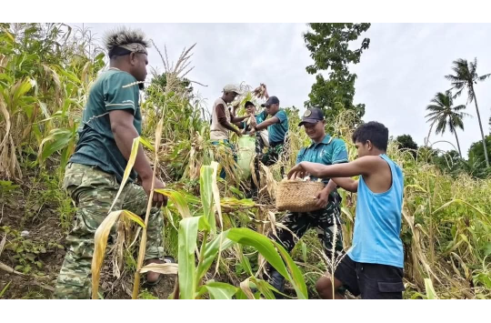 Yonarmed 12 Kostrad Panen Jagung Bersama Warga Malaka, Perkuat Ketahanan Pangan Perbatasan